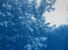 Fog Ridge (16 x 24 inch hand-printed cyanotype) | Photography by Christine So. Item made of paper compatible with boho and country & farmhouse style