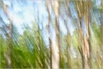 DreamLand_F1153_XL, forest panorama art | Photography by Rica Belna. Item composed of canvas & paper