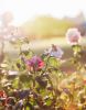 Pink Light Flora | Photography by Kara Suhey Print Shop. Item composed of paper