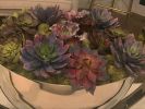 Custom Succulent Arrangements | Floral Arrangements by Fleurina Designs