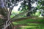 "Leaves of Change" | Public Sculptures by Janet Botes. Item composed of wood