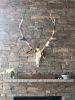 Hand-Painted Elk Antlers | Wall Sculpture in Wall Hangings by Cassandra Smith. Item made of wood