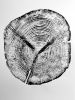 Alaskan Cedar, Original Tree ring print on 18x24 inch paper | Prints by Erik Linton. Item made of paper