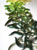Kelp Forest on-edge paper art | Wall Sculpture in Wall Hangings by JUDiTH+ROLFE. Item composed of paper compatible with contemporary and coastal style