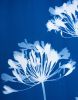Seven Agapanthus Flowers Diptych: PAIR of 30 x 22" monotypes | Photography by Christine So. Item composed of paper compatible with boho and country & farmhouse style