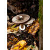 Photograph • Nook, Mushrooms, Fall, Fungi, Woodland, PNW | Photography by Honeycomb. Item composed of metal and paper