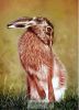 Don't be Shy - pastel painting of a grooming hare | Paintings by Ivan Jones Artist