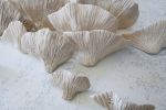 Conks Mushrooms Wall Sculpture, 60 Pieces Set, Cream White | Wall Hangings by SevaCeramics