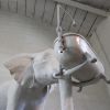 "Elephant with tub" | Sculptures by MARCANTONIO. Item made of bronze