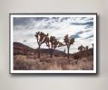 Trinity, Joshua Tree Photograph | Photography by Daylight Dreams Editions. Item made of paper works with boho & contemporary style