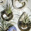 air plant holders | Ornament in Decorative Objects by Coupe Ceramics. Item composed of ceramic in boho or mid century modern style