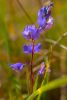 Beautiful Wild Milkwort | Photography by Caroyl La Barge›. Item made of canvas with paper works with contemporary & country & farmhouse style