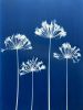 Four Agapanthus Flowers: 30 x 22.5" original cyanotype | Photography by Christine So. Item composed of paper in boho or country & farmhouse style