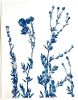 Summer Poppies (30 x 22" cyanotype painting on paper) | Watercolor Painting in Paintings by Christine So