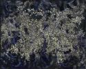 Panspermia | Mixed Media by Rosemary Feit Covey | Morton Fine Art LLC in Washington. Item composed of wood and synthetic