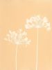 Five Yellow Agapanthus Diptych (PAIR of 24 x 18" monotypes) | Lithograph in Paintings by Christine So