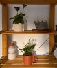 Mobi | Plant Pot | Planter in Vases & Vessels by Amanita Labs