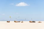 "Cows and Kites" Colour Print 40 x 60 inches | Prints by ANDREW LEVER. Item composed of paper