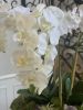 Grand Silk Orchid arrangement | Floral Arrangements by Fleurina Designs