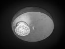 Eve's Sperm | Flush Mounts by F+M FOS - Anna Maria Fragiskos Bitros. Item composed of metal and glass
