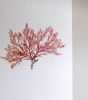 Pressed Seaweed, Single 86. A6. | Pressing in Art & Wall Decor by Jasmine Linington. Item composed of paper