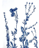 Summer Poppies (30 x 22" cyanotype painting on paper) | Watercolor Painting in Paintings by Christine So