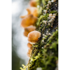 Photograph • Cascading Mushrooms, Fungi, PNW, Oregon, Macro | Photography by Honeycomb. Item made of metal & paper compatible with boho style