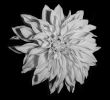 White Dahlia | Photography by Tal Shpantzer | Talfoto Studio. Item composed of canvas in minimalism or contemporary style