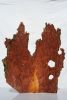 Arboreal Coral | Decorative Objects by Raulferc. Item made of wood works with contemporary & rustic style