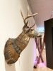 Embellished Deer | Wall Sculpture in Wall Hangings by Cassandra Smith. Item works with contemporary & eclectic & maximalism style