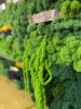 Custom Moss art | Mixed Media by Mona King | Six Hundredº in Winston-Salem