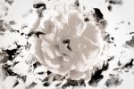 White Rose (All That Remains is Ecstasy) | Prints by Anna Jaap Studio. Item composed of paper