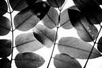 Experiments with Leaves II | Limited Edition Print | Photography by Tal Paz-Fridman | Limited Edition Photography. Item made of paper compatible with minimalism and contemporary style