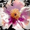 White Flower Like Sunlight On Snow | Prints by Anna Jaap Studio. Item made of paper