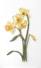 Large-scale Floral on-edge paper art | Wall Sculpture in Wall Hangings by JUDiTH+ROLFE. Item composed of paper in contemporary or modern style