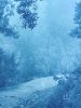 Solitary Madrone (35 x 23" hand-printed cyanotype, ed. 2/3) | Photography by Christine So. Item composed of paper in country & farmhouse or rustic style