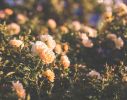 Misty Roses | Photography by Kara Suhey Print Shop. Item composed of paper