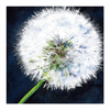 The Wish | Oil And Acrylic Painting in Paintings by Jenny Partrite. Item made of paper