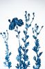 Delft Tree Poppies III (18 x 12" Cyanotype Painting) | Mixed Media in Paintings by Christine So