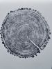 Minnesota Oak woodcut print. 24x36 inches | Prints by Erik Linton. Item composed of paper