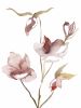 Hellebore No. 22 : Original Watercolor Painting | Paintings by Elizabeth Becker. Item made of paper compatible with minimalism and contemporary style