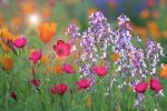 Colors of Spring | Prints by Vanessa Thomas. Item composed of paper