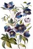 Hellebores No. 3 : Original Watercolor Painting on Canvas | Paintings by Elizabeth Becker. Item composed of canvas in minimalism or contemporary style