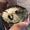 Pond Lily Leaf Dish | Plate in Dinnerware by Sonya Ceramic Art | Whatley Manor Hotel and Spa in Malmesbury. Item composed of ceramic