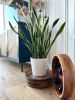 Plant stand on wheels- Walnut m - made to order | Plants & Landscape by Kat | Home Studio. Item made of walnut works with minimalism & mid century modern style