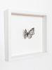 cocooning & metamorphosis collection | Prints by Tania Love. Item made of paper