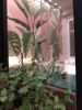 Ruby Room foliage | Murals by Estúdio Pepper | Senhora Farinha Bakery in Victor Konder. Item composed of synthetic