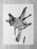 Glacier National Park Tree Roots II | Prints by Erik Linton. Item made of paper works with rustic style