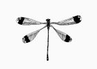 Dragonfly | Prints by Chrysa Koukoura. Item made of paper works with traditional style