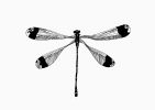Dragonfly | Prints by Chrysa Koukoura. Item made of paper works with traditional style